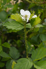 Blackberry flowers in the garden, Beautiful in spring bloom garden. Blackberry bush with white...