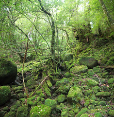 Fototapeta premium Yakushima mystical forest landscape scenery with trees and stones completely overgrown with green fluffy moss