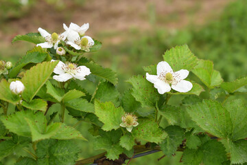 Blackberry flowers in the garden, Beautiful in spring bloom garden. Blackberry bush with white flowers, Blossoming blackberry bush and bee, sunny spring day, Chakwal, Punjab, Pakistan