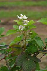 Blackberry flowers in the garden, Beautiful in spring bloom garden. Blackberry bush with white...