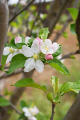 Fresh spring blossom of apple tree with green leaves, Flowering apple tree, Beautiful flowers of apple trees in spring, Spring background, flowering trees, Apple tree, flower, closeup