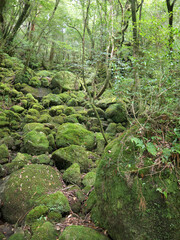 Yakushima mystical forest landscape scenery with trees and stones completely overgrown with green fluffy moss