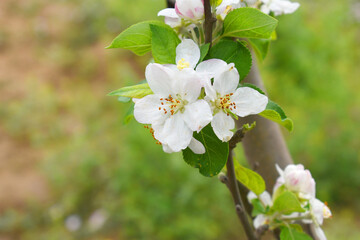 Fresh spring blossom of apple tree with green leaves, Flowering apple tree, Beautiful flowers of apple trees in spring, Spring background, flowering trees, Apple tree, flower, closeup