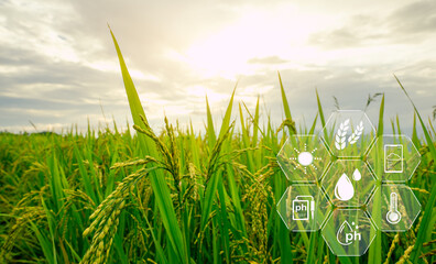 Smart agriculture with modern technology for sustainable practices. Rice farm. Smart farming concept. Sustainable agriculture. Precision agriculture. Climate monitoring. Farm management system.
