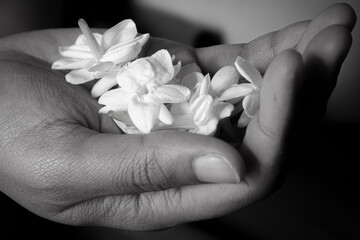 beautiful delicate hands of a girl with jasmine flowers in their hands