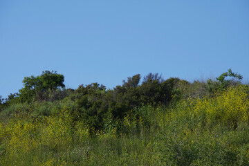 California springtime landscape under blue sky