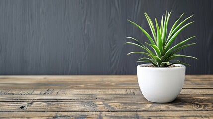 A vibrant green succulent plant in a white pot on a weathered wooden table, with a dark background.