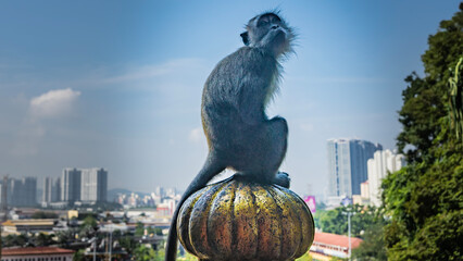 A fluffy monkey is sitting on top of the fence, looking up thoughtfully. Profile view. Close-up. The background is a blue sky. The panorama of the city is visible in the distance. Batu caves. Malaysia