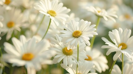 White chamomile flowers, natural background. An invitation card, a place for the text.