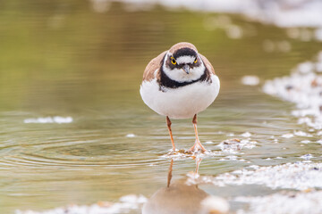 Little ringed plover (Charadrius dubius), bird standing on the lake shore