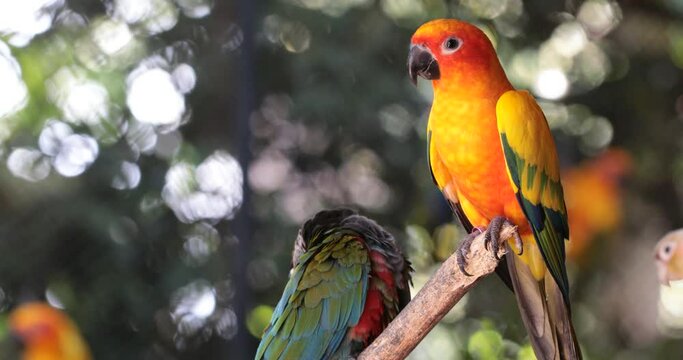 red and green parrot ,sun conure
