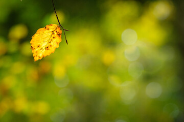 Yellow autumn hornbean leaf close-up with blurred background