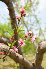 Beautiful Pink Peach Blossoms in a Garden, Pink Peach Flowers Blooming on Peach Tree, Beautiful...