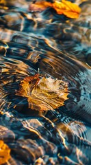 autumn leaves reflecting and floating on water