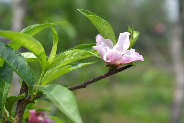 Beautiful Pink Peach Blossoms in a Garden, Pink Peach Flowers Blooming on Peach Tree, Beautiful peach flowers close up - as background, Flowering branch of fruit flower closeup