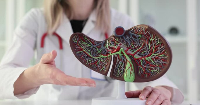 Functional anatomy and physiology of the liver