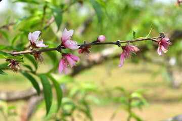 Beautiful Pink Peach Blossoms in a Garden, Pink Peach Flowers Blooming on Peach Tree, Beautiful peach flowers close up - as background, Flowering branch of fruit flower closeup