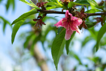 Beautiful Pink Peach Blossoms in a Garden, Pink Peach Flowers Blooming on Peach Tree, Beautiful peach flowers close up - as background, Flowering branch of fruit flower closeup