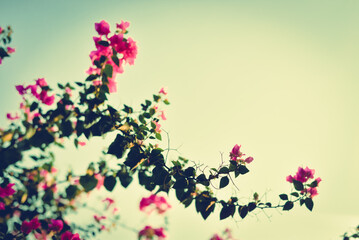Pink bouganvillea flowers