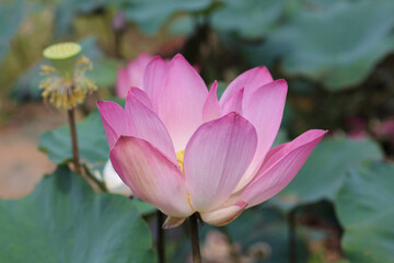 Pink lotus 