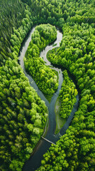 River and green forest in Tuchola natural park, aerial view