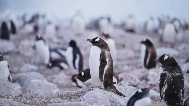 Penguin on Rocks in Antarctica Colony, Antarctic Peninsula Wildlife and Animals Vacation with Lots of Gentoo Penguins in Large Group on Rocky Rocks and no Snow due to Climate Change and Global Warming