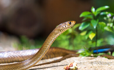 Rat snake looking forward to find any prey while mating