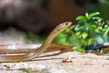 Rat snake lift head to see preys or predators ahead of him. Be cautious concept