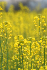 Mustard flower field is full blooming, yellow mustard field landscape industry of agriculture, mustard flowers closeup photo