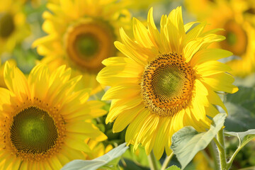 Bright yellow sunflowers radiating joy