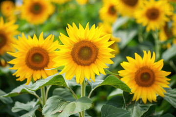 Bright yellow sunflowers radiating joy