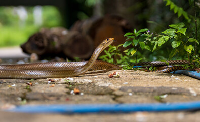 Afraid rat snake looking forward with mate to find a safe place