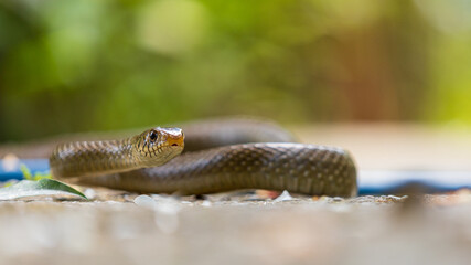 Future Perspective: The Hopeful Stare of a Rat Snake on the Horizon