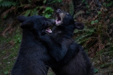 black bear cubs fighting up close in the woods