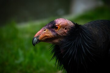 California Condor up close in profile