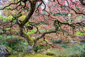 Beautiful color tree in Portland Japanese gardens