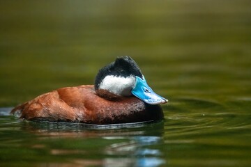 Stunning blue-billed male ruddy duck swimming at eye level