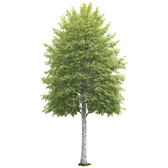 Obraz premium Ash Tree tall tree with smooth gray bark and compound leaves that flutter gently Fraxinus