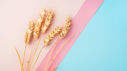 Naklejka premium goldden cereal ear of wheat on pastel background.