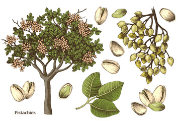 Hand drawn pistachio nuts vector set