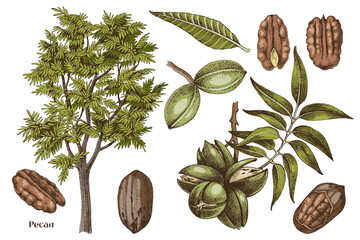 Hand drawn pecan nuts vector set