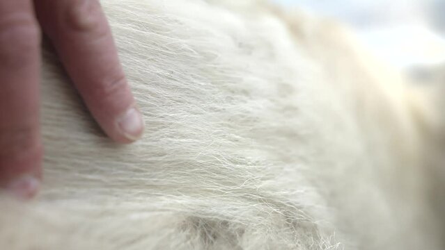 Hand pass on cashmere sheep body stroking the goat's fur