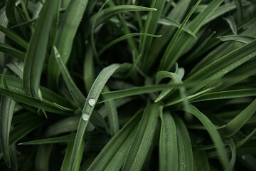 Obraz premium aloe vera plant