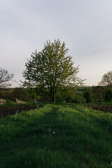 Obraz premium road in the forest at sunset