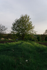 road in the forest at sunset