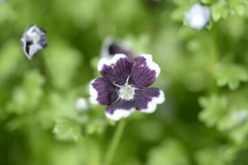 ネモフィラ・ペニーブラック