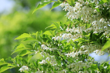 新緑とエゴノキの花