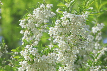 新緑とエゴノキの花