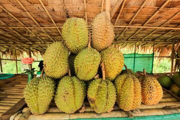 There's a durian fruit lying on the highway road, known for its spiky shell and strong smell.