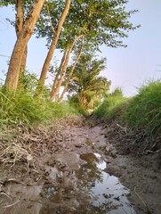 stream in the forest